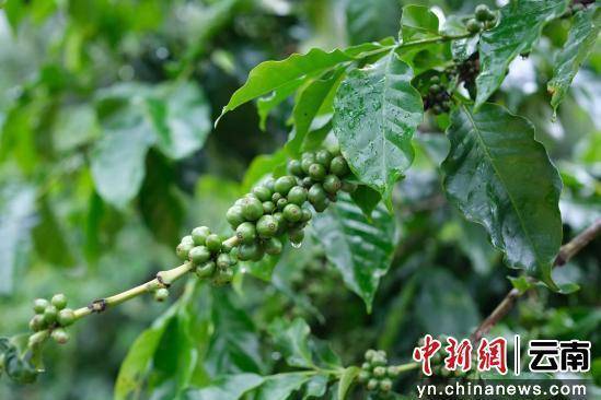 动大产业走出特色发展路开元棋牌澜沧小咖啡撬(图1)