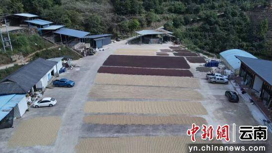 动大产业走出特色发展路开元棋牌澜沧小咖啡撬(图2)