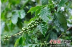 动大产业走出特色发展路开元棋牌澜沧小咖啡